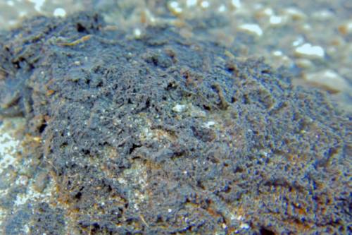 Újabb bizonyíték az óceánok "elműanyagosodására": a part menti sziklákon műanyagkéreg képződik