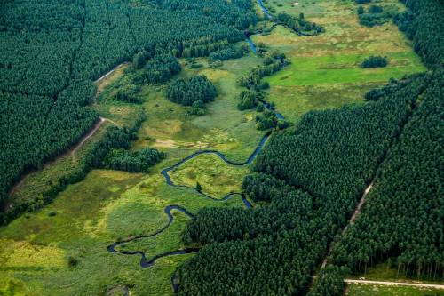 Tömeges erdőtelepítéssel megmenthető Földünk?