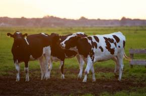Kevesebb metángázt kibocsátó szarvasmarhákkal a klímaváltozás ellen