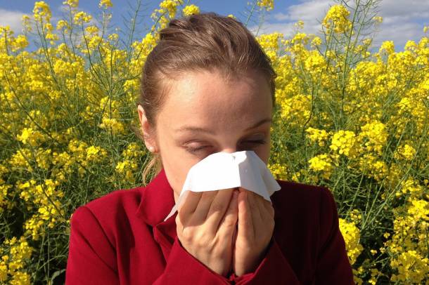 Rossz hír az allergiásoknak: hosszabb pollenszezonok várhatóak.
Forrás: pixabay.com
Szerző: Cenczi
