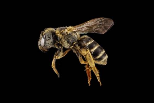 Trump környezetvédelmi hivatala engedélyezte a méhgyilkos rovarirtó szert