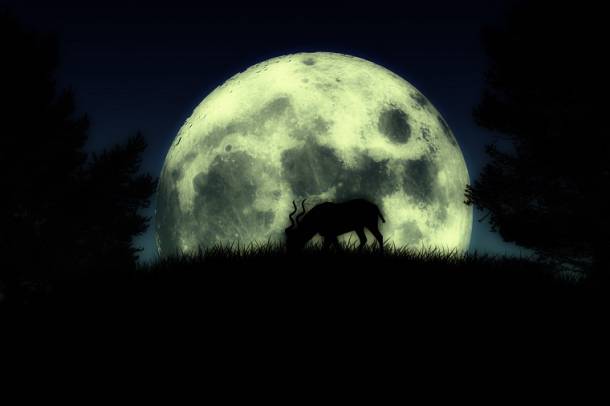 Hold hatása az állatokra
Forrás: www.freeimages.com