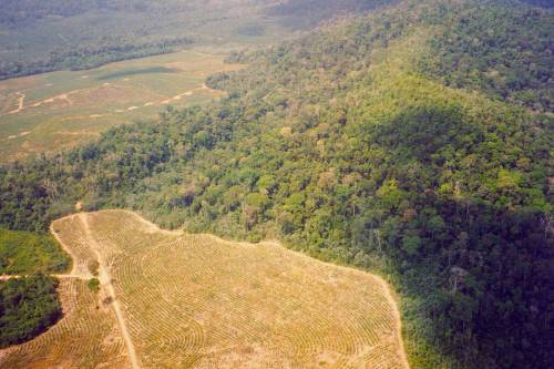 Az EB átfogó iránymutatást fogadott el az erdők védelme és helyreállítása érdekében!