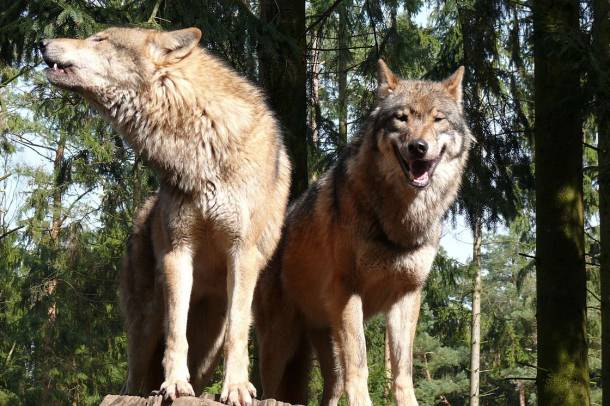 Európai farkaspár (Canis lupus lupus)
Forrás: hu.wikipedia.org
Szerző: Gunnar Ries