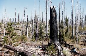 Szibériai erdőtüzek: egy évszázadra lesz szükség a regenerálódáshoz