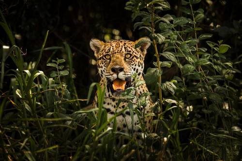 Jaguárok a kihalás szélén: alapvető jogokat követelnek a dél-amerikai környezetvédők