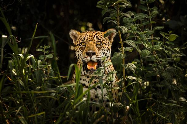 Jaguár (Panthera onca) a brazíliai Pantanal természetvédelmi területen
Forrás: commons.wikimedia.org
Szerző: Leonardo Ramos