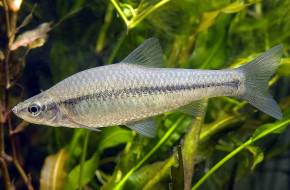 Betolakodók: egyre több invazív faj a hazai vizekben!