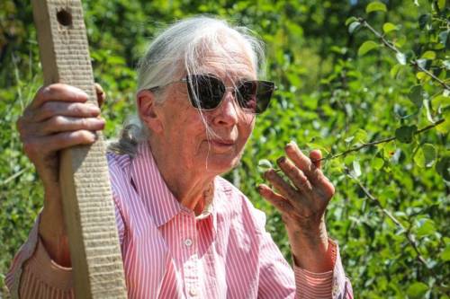 Jane Goodall fát ültetett a Sas-hegyen