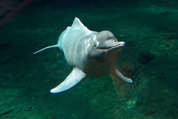 Az amazonasi folyamidelfin (Inia geoffrensis geoffrensis) a veszélyeztetett állatok között van
Forrás: commons.wikimedia.org
Szerző: Oceancetaceen