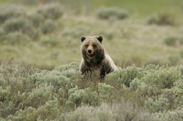 Észak-Amerika egyik jelképpé vált állata, a grizzly (Ursus arctos horribilis) most szintén veszélybe kerül
Forrás: www.flickr.com
Szerző: Yellowstone National Park/Jim Peaco
