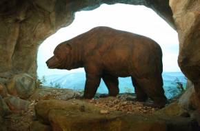 Újabb bizonyíték: az ősember is hozzájárult a barlangi medvék kihalásához