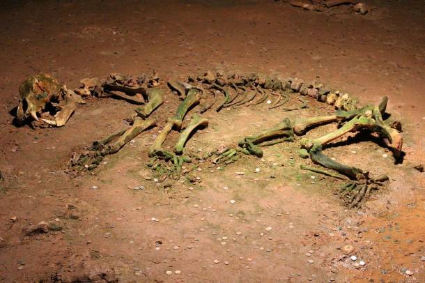 Barlangi medve (Ursus spelaeus) teljes csontváza a romániai Medve-barlangban (Kiskoh, Bihar megye)
Forrás: hu.wikipedia.org
Szerző: Ifj. Zátonyi Sándor