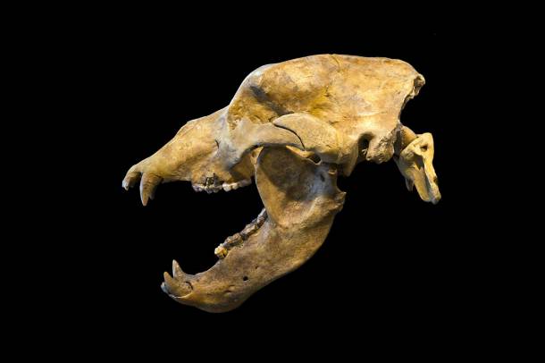 Barlangi medve (Ursus spelaeus) 1794-ben talált koponyája 
Forrás: hu.wikipedia.org
Szerző: Didier Descouens