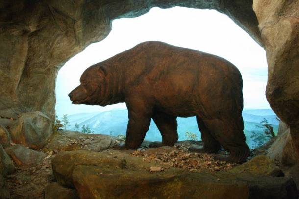 Barlangi medve (Ursus spelaeus) rekonstrukciója a bázeli természettudományi múzeumban
Forrás: www.flickr.com
Szerző: Patrick Bürgler