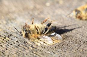 Méh-apokalipszis Brazíliában: 500 millió méh pusztult el rovarmérgek miatt