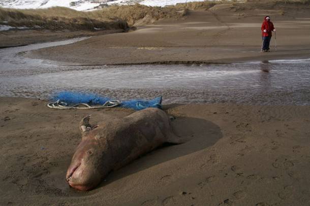 Elpusztult Risso-delfin (Grampus griseus) a norwichi partoknál
Forrás: commons.wikimedia.org
Szerző: Mike Pennington