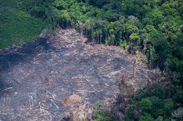 Csak 2019 júniusában 763 négyzetkilométernyi erdőt irtottak ki Amazóniában
Forrás: www.flickr.com
Szerző: Daniel Beltra