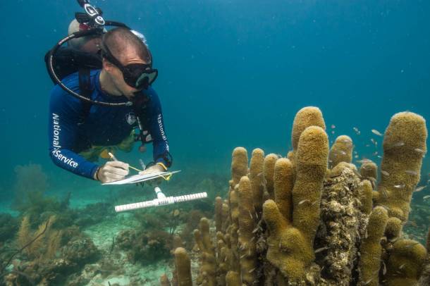 Kutató méri fel a korallok pusztulását. A visszatelepítési kísérletek nem sok sikert hoztak, mivel az alapvető problémákat nem oldották meg.
Forrás: www.coralreefimagebank.org
Szerző: Ocean Agency