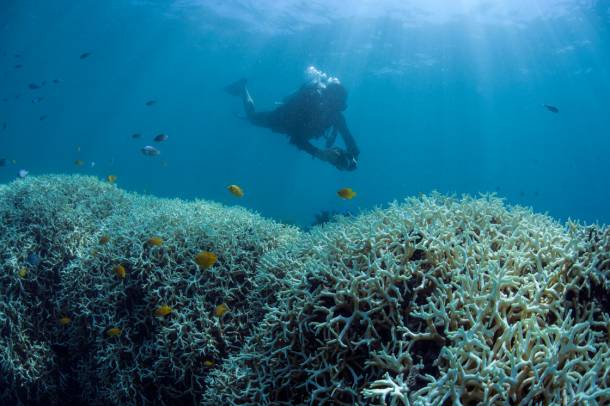 Korallfehéredés Ausztrália partjainál (2017)
Forrás: www.coralreefimagebank.org
Szerző: Ocean Agency