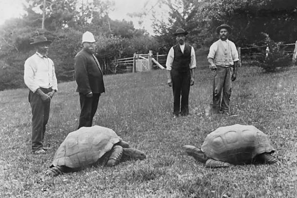 A világ legöregebb teknőse, Johnatan egy 1886-os képen (baloldalon). Johnatant 1832-ben fogták be, és még ma is él.
Forrás: commons.wikimedia.org