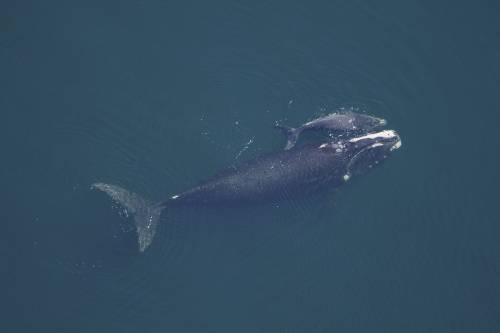 "Suttognak" a bálnák, ha ragadozó van a közelben