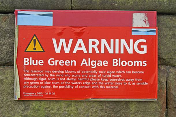 Mérgező algavirágzásra figyelmeztető tábla Nagy-Britanniában (2008). Az algák az ivóvízkészletet is veszélyeztetik.
Forrás: commons.wikimedia.org
Szerző: Michael Ely