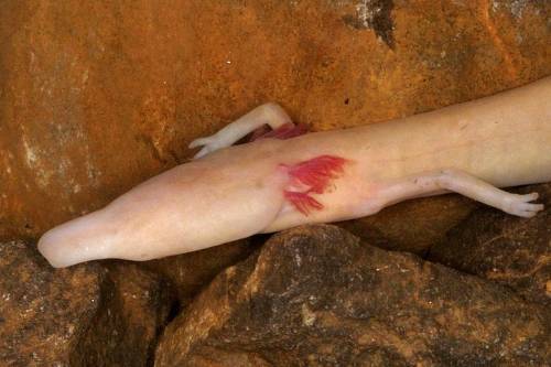 Ritka és titokzatos faj a látogatók előtt: bemutatkoznak a barlangi vakgőték
