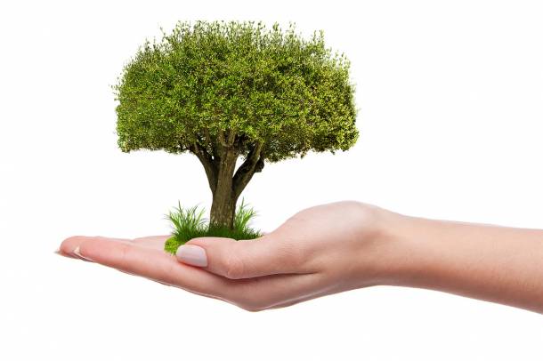 A Plant for the Planet egy világméretű faültetési mozgalom
Forrás: pixabay.com
Szerző: Umut AVCI