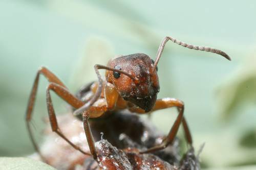 Kannibállá váltak az atombunkerben csapdába esett hangyák