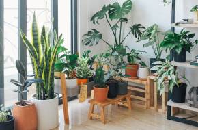 Csupán mítosz, hogy a szobanövények tisztítják a levegőt?
