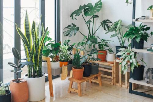 Csupán mítosz, hogy a szobanövények tisztítják a levegőt?