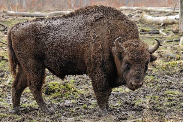 Európai bölény (Bison bonasus) 
Forrás: commons.wikimedia.org
Szerző: Michael Gäbler
