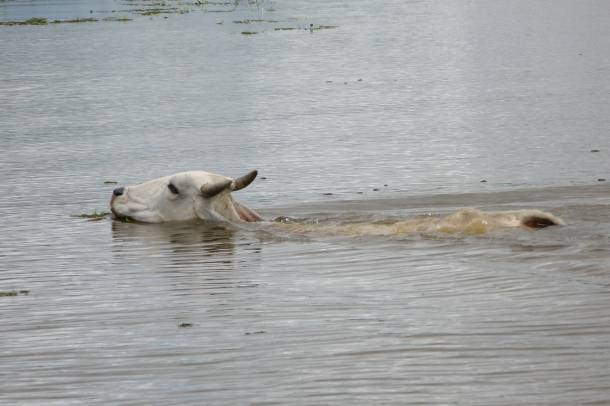A szarvasmarhák meglepően jól tudnak úszni (Képünk illusztráció)
Forrás: www.flickr.com
Szerző: Julian Tysoe