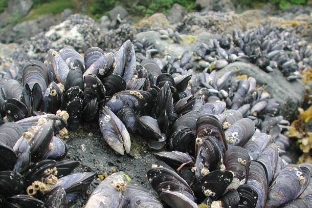 Világot átutazó kagylók (Mytilus trossulus)
Forrás: www.flickr.com
Szerző: NOAA