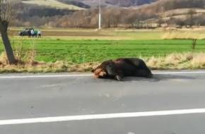 Egy napig hagyták szenvedni az elütött medvét - Menesztették a prefektust