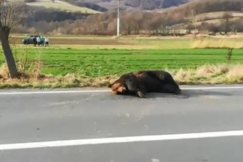 Egy napig hagyták szenvedni az elütött medvét - Menesztették a prefektust