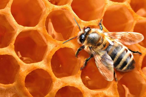 Méh munka közben
Forrás: commons.wikimedia.org
Szerző: Lilitpapzyan