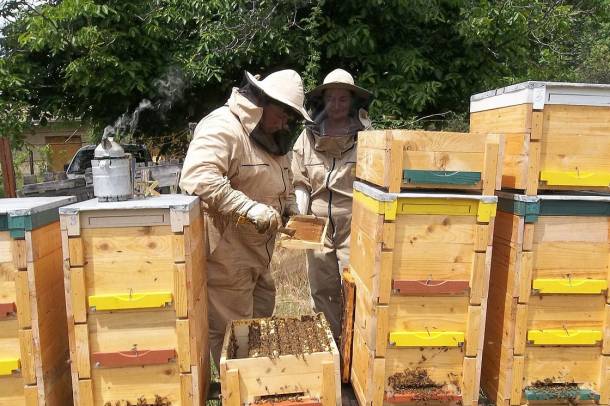 közös kezelés méhészeti termékekkel