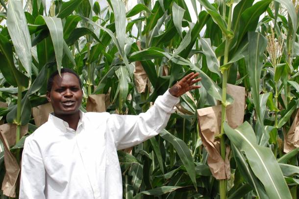 Szárazságtűrő kukoricák egy kenyai kísérlet farmon (Képünk illusztráció) 
Forrás: www.flickr.com
Szerző: Anne Wangalachi/CIMMYT
