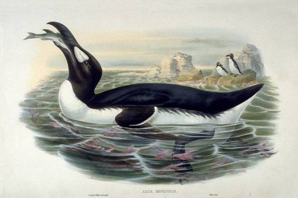 Óriásalka (Pinguinus impennis)
Forrás: commons.wikimedia.org
Szerző: John Gould