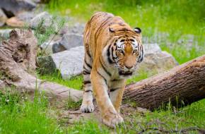 Rekorder nagymacska - 1300 kilométert tett meg egy tigris Indiában