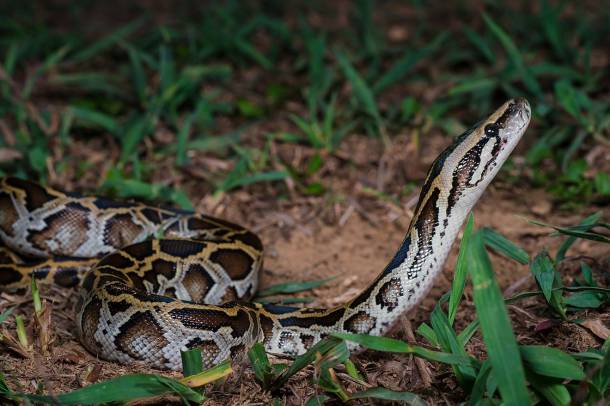 A szalagos tigrispiton (Python molurus bivittatus) hatalmas károkat okoz Floridában
Forrás: commons.wikimedia.org
Szerző: Rushen