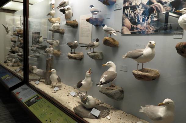 A tanulmány elkészítéséhez a kutatók a Field Múzeum madártani gyűjteményét vizsgálták
Forrás: www.flickr.com
Szerző: Amy Evenstad