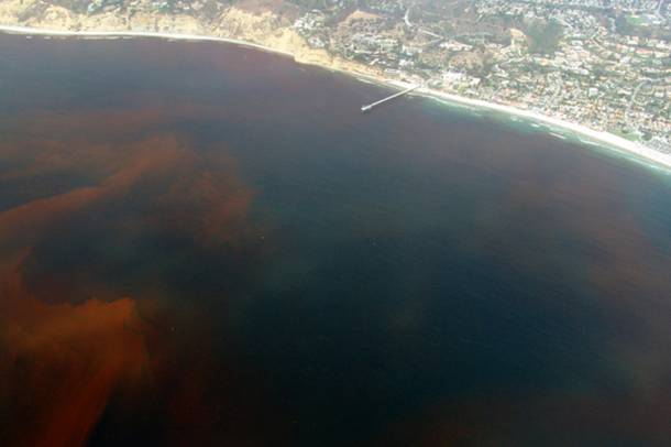 Algavirágzás Kalifornia partjainál 2005-ben. A szennyezés hatására kialakuló algavirágzások szintén hozzájárulnak az oxigén csökkenéséhez.
Forrás: en.wikipedia.org
Szerző: Alejandro Diaz