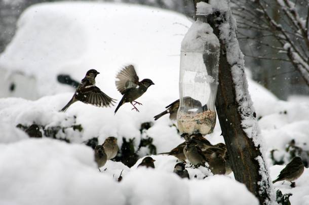 A szakszerű etetés életmentő lehet a madarak számára
Forrás: pixabay.com
Szerző: Vargazs