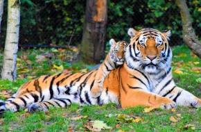 Négy tigrismagzatot és egy védett szumátrai tigris bundáját találták meg Indonéziában