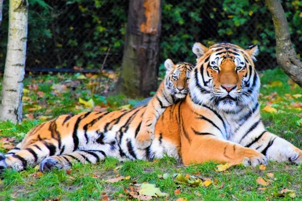 Szumátrai tigrisek
Forrás: www.pexels.com