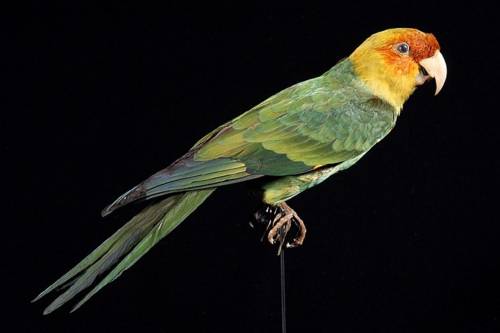 Az ember a felelős az Egyesült Államok egyetlen őshonos papagájának, a karolinai papagájnak a kipusztulásáért