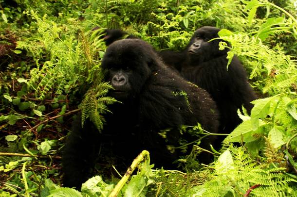 Hegyi gorillák 
Forrás: commons.wikimedia.org
Szerző: Andre Engels